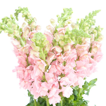 Snapdragon Light Pink Flower