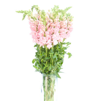 Snapdragon Light Pink Flower