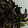 Chocolate Tinted Solidago Flower