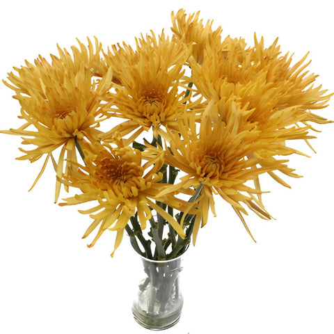 Brassy Yellow Spider Mum