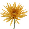 Brassy Yellow Spider Mum