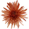 Copper Bronze Spider Mum