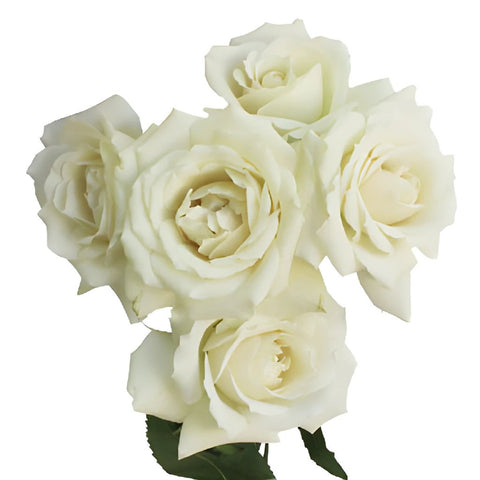 Creamy White Spray Rose Express Delivery