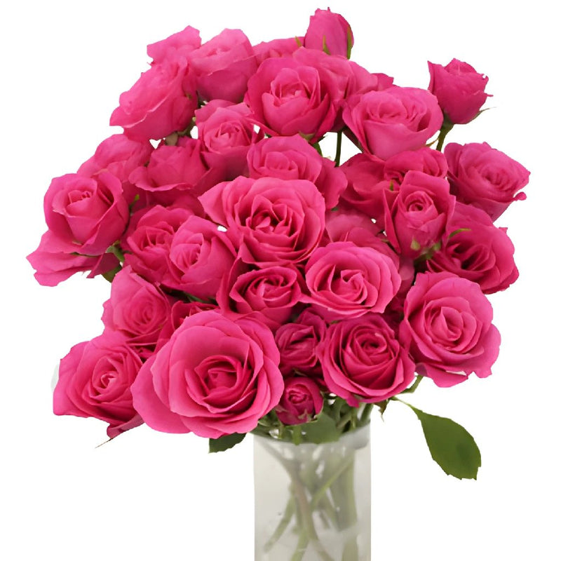 Hot Pink Spray Bulk Roses