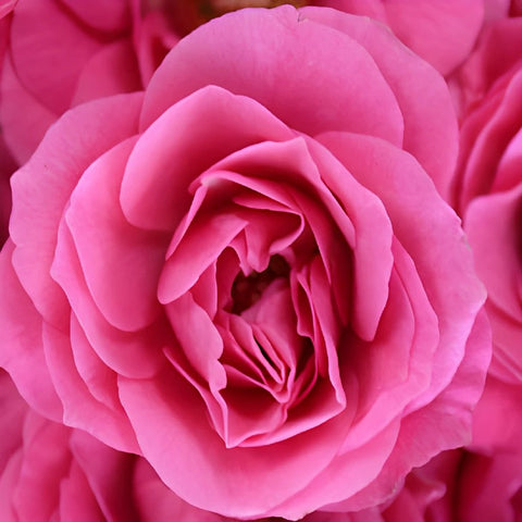 Hot Pink Spray Bulk Roses