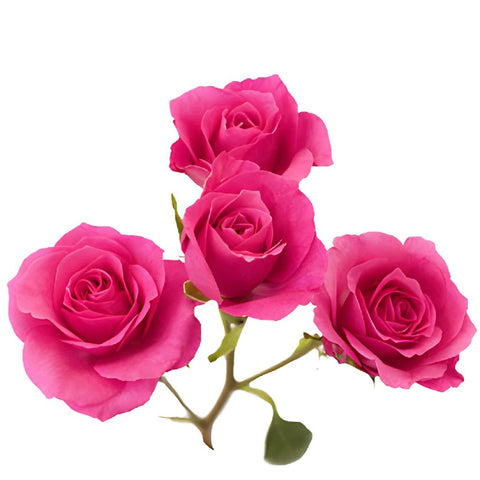 Hot Pink Spray Bulk Roses