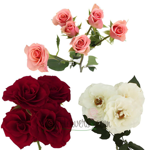 Latin Lovers Petite Rose Mix