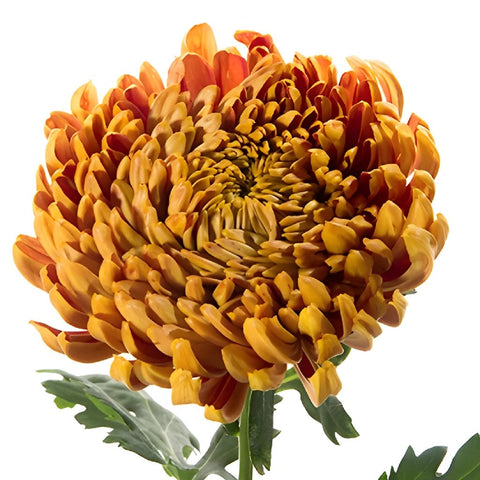 Bronze Football Mum Flower