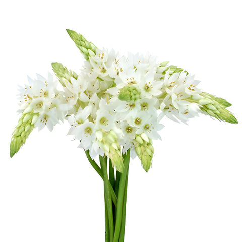 Star of Bethlehem White Flower