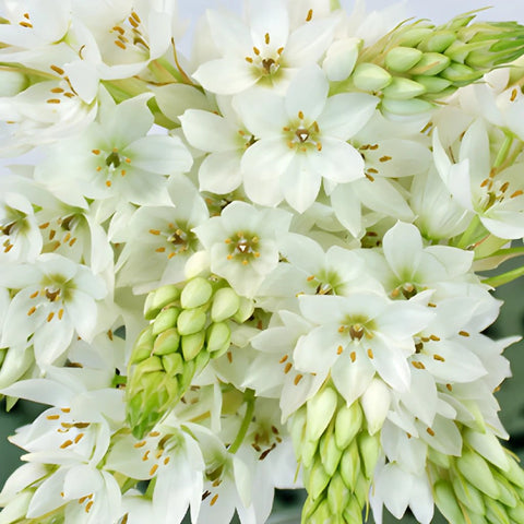 Star of Bethlehem White Flower