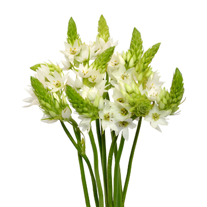 Star of Bethlehem White Flower