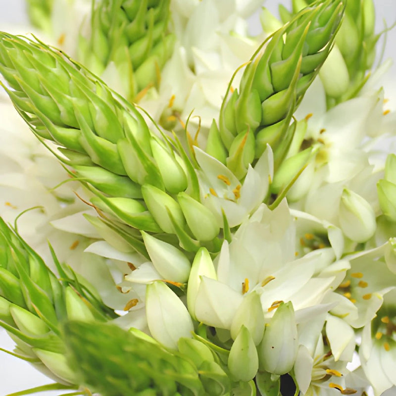 Star of Bethlehem White Flower