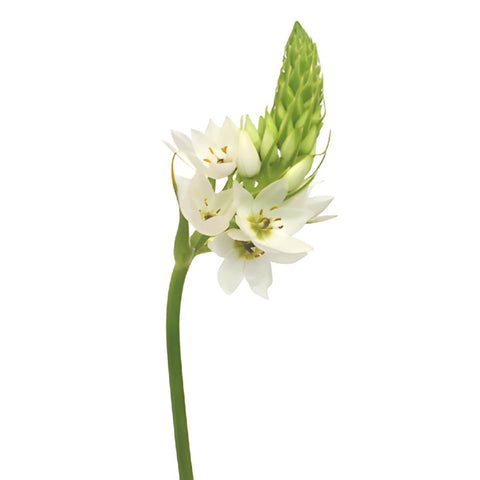 Star of Bethlehem White Flower