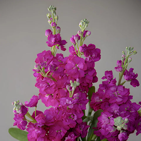 Stock Flower El Aleli Fuschia Spray Stem