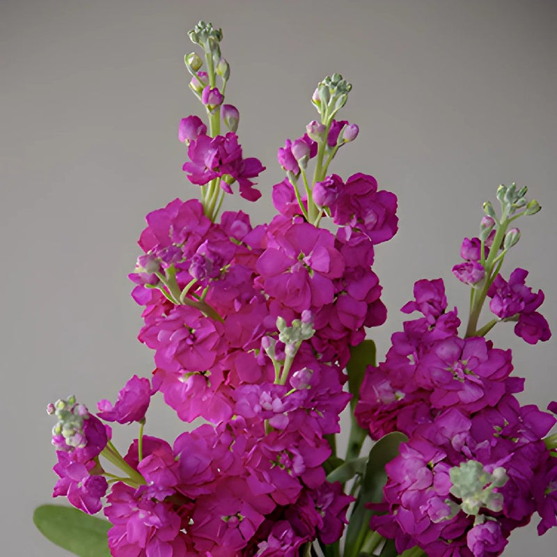 Stock Flower El Aleli Fuschia Spray Stem