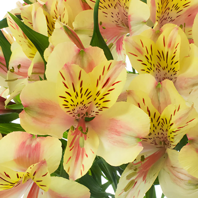Creamy Blush Alstroemeria Flower