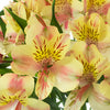 Creamy Blush Alstroemeria Flower