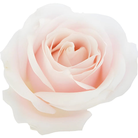 Hybrid Tea Rose Sweet Avalanche