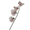 Sweet Pea Brownie