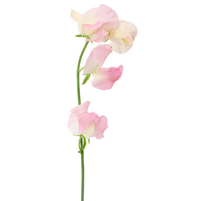 Sweet Peas Light Pink Flower