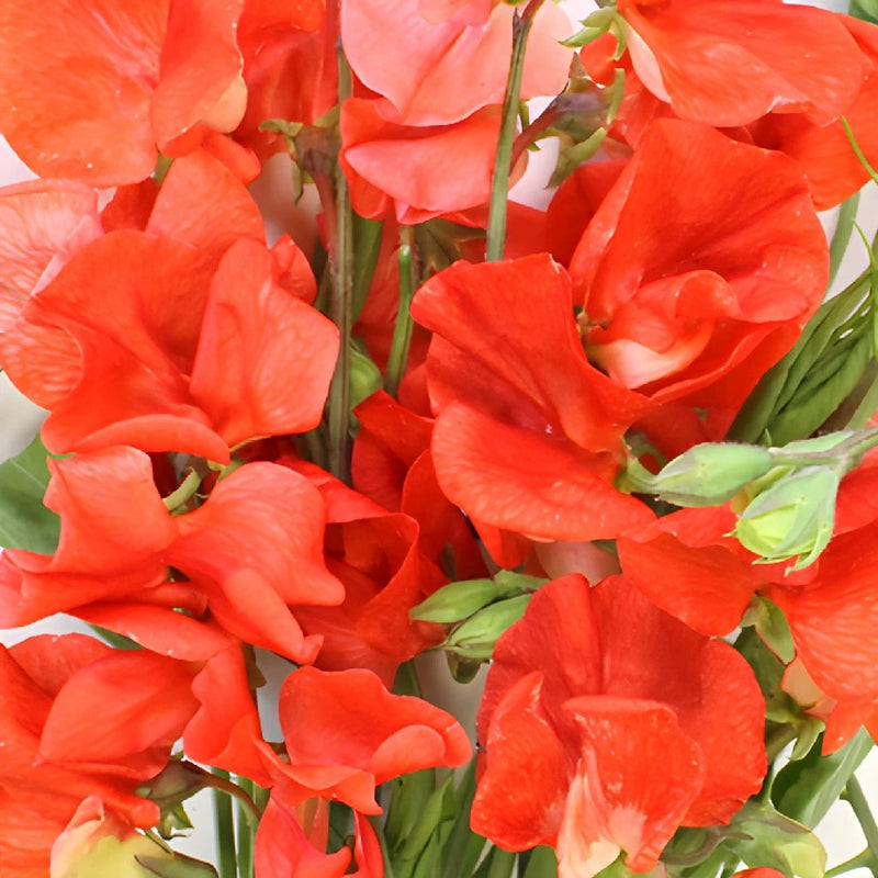 Sweet Pea Red Flower April to July