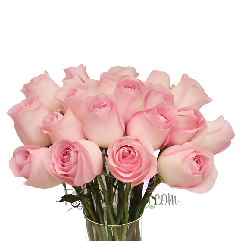 Sweet Akito Light Pink Rose