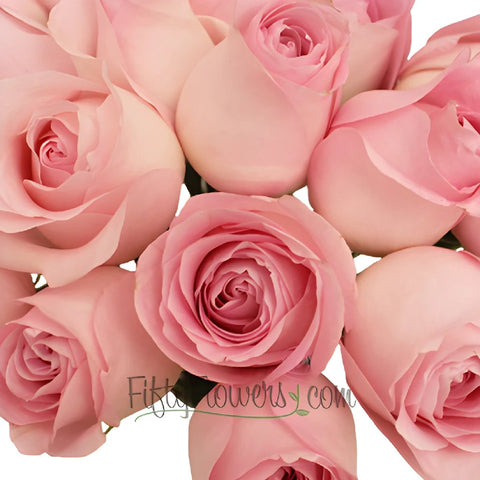 Sweet Akito Light Pink Rose