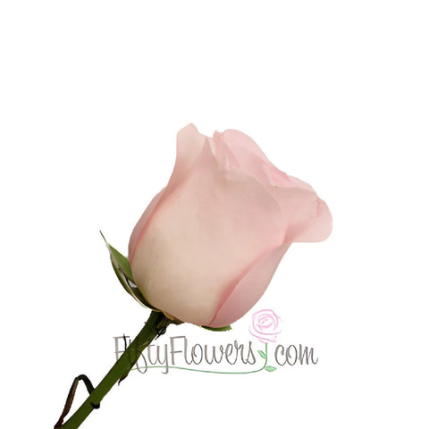 Sweet Akito Light Pink Rose