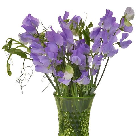 Lavender Flower Sweet Pea