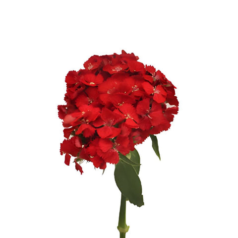 Sweet William Red Flowers