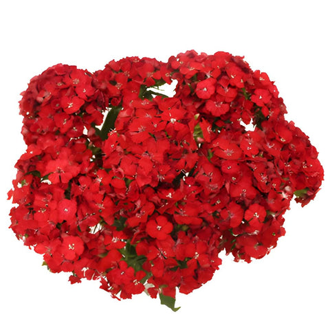 Sweet William Red Flowers