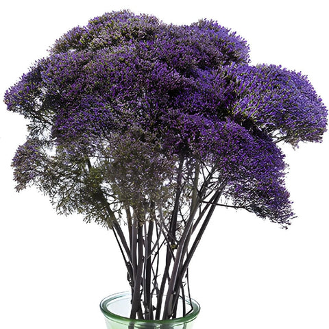 Trachelium Purple Flower