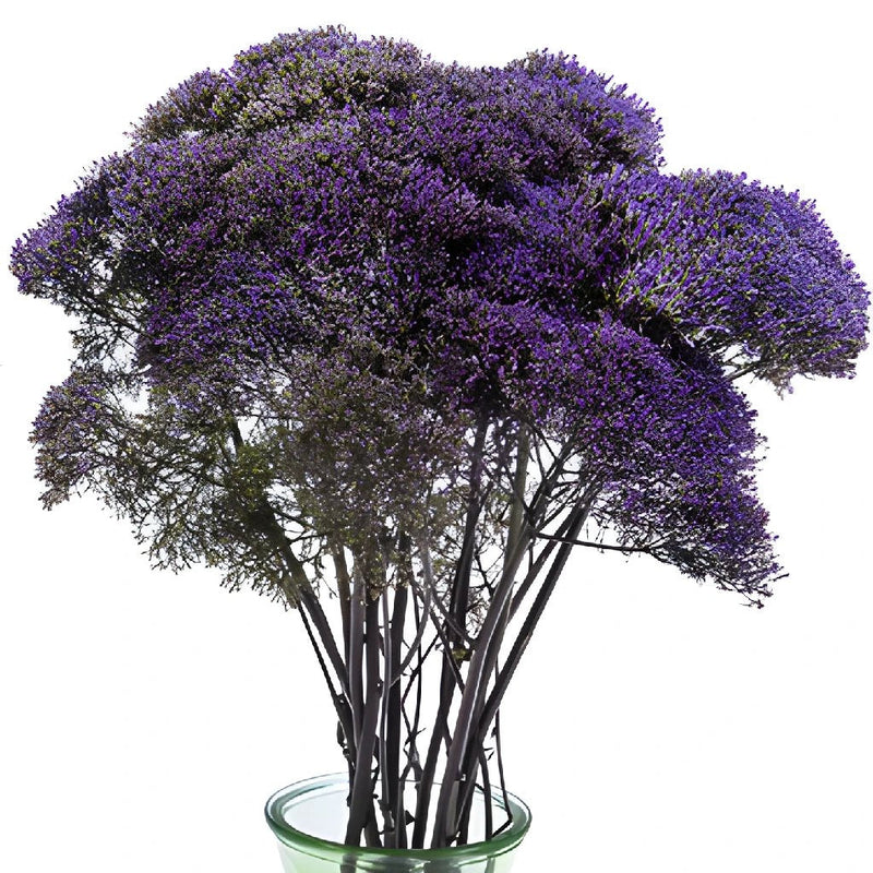 Trachelium Purple Flower