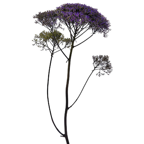 Trachelium Purple Flower