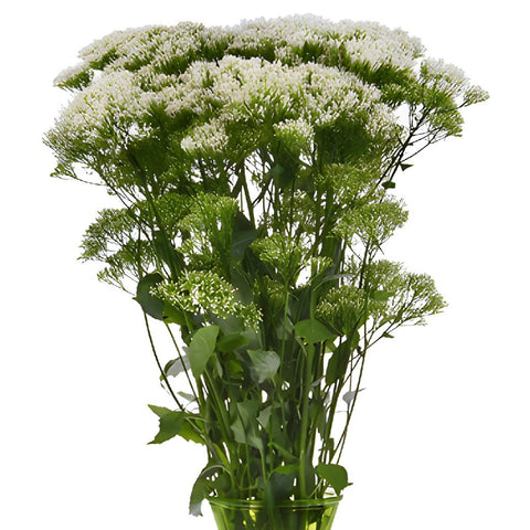 Trachelium White Flower