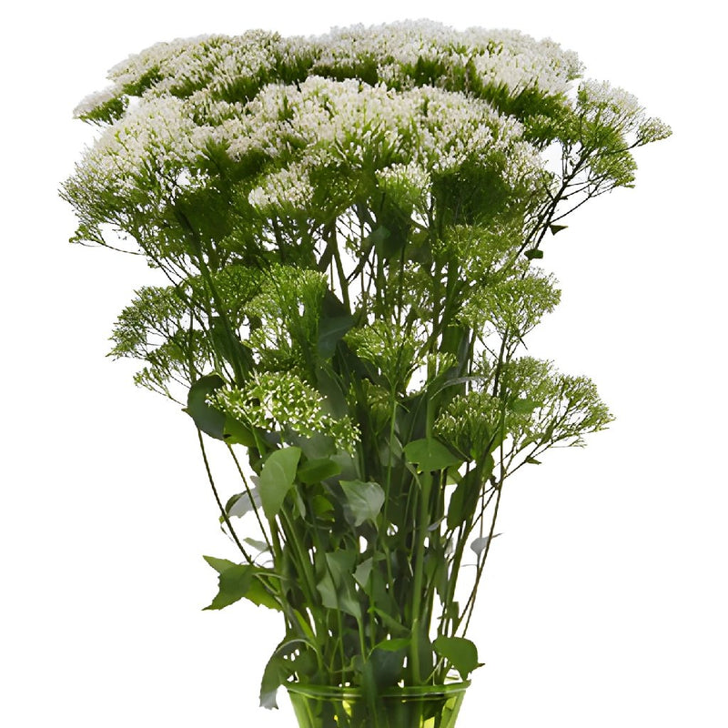 Trachelium White Flower