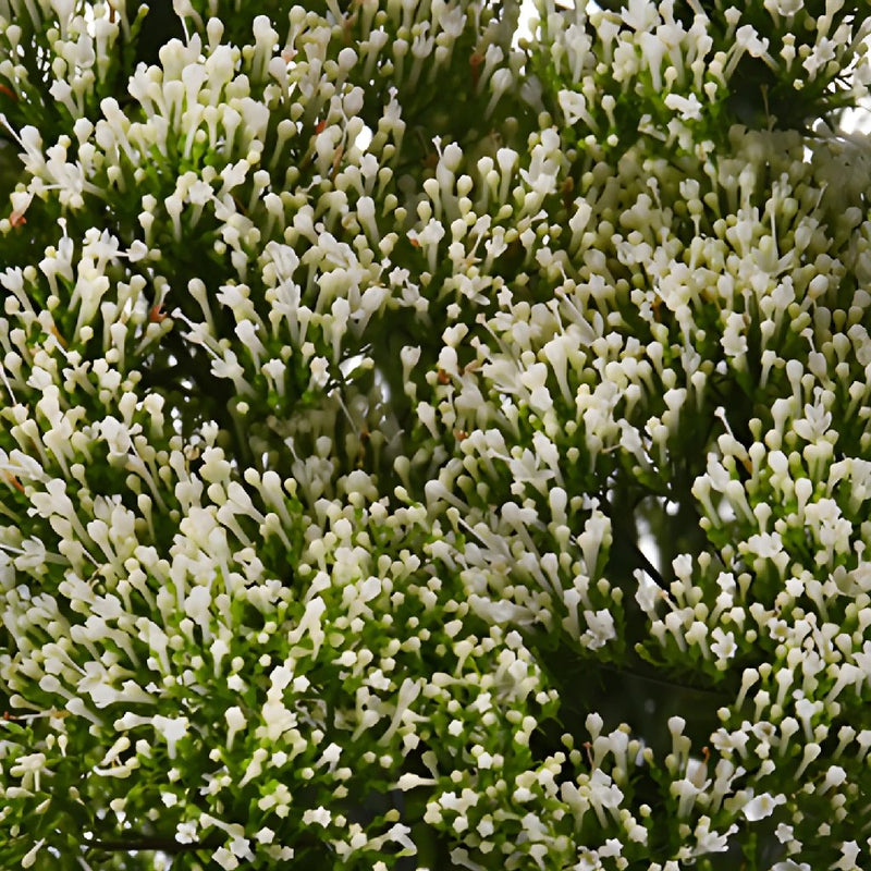 Trachelium White Flower