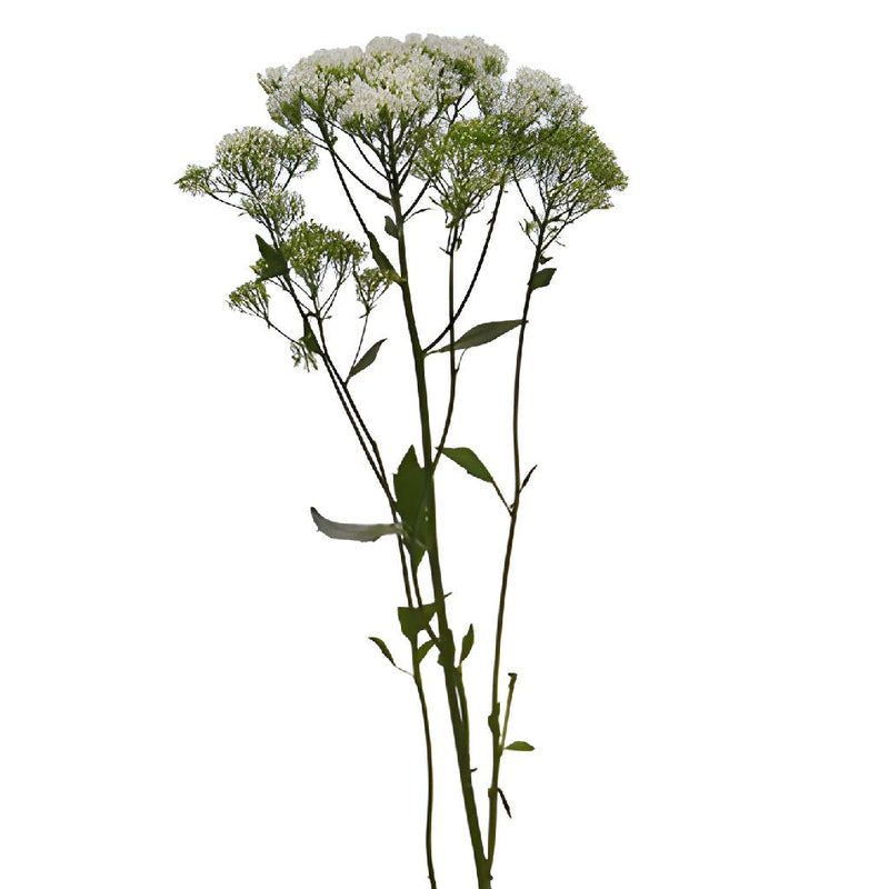 Trachelium White Flower