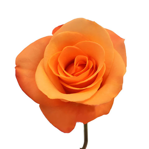Tropical Amazon Orange Rose