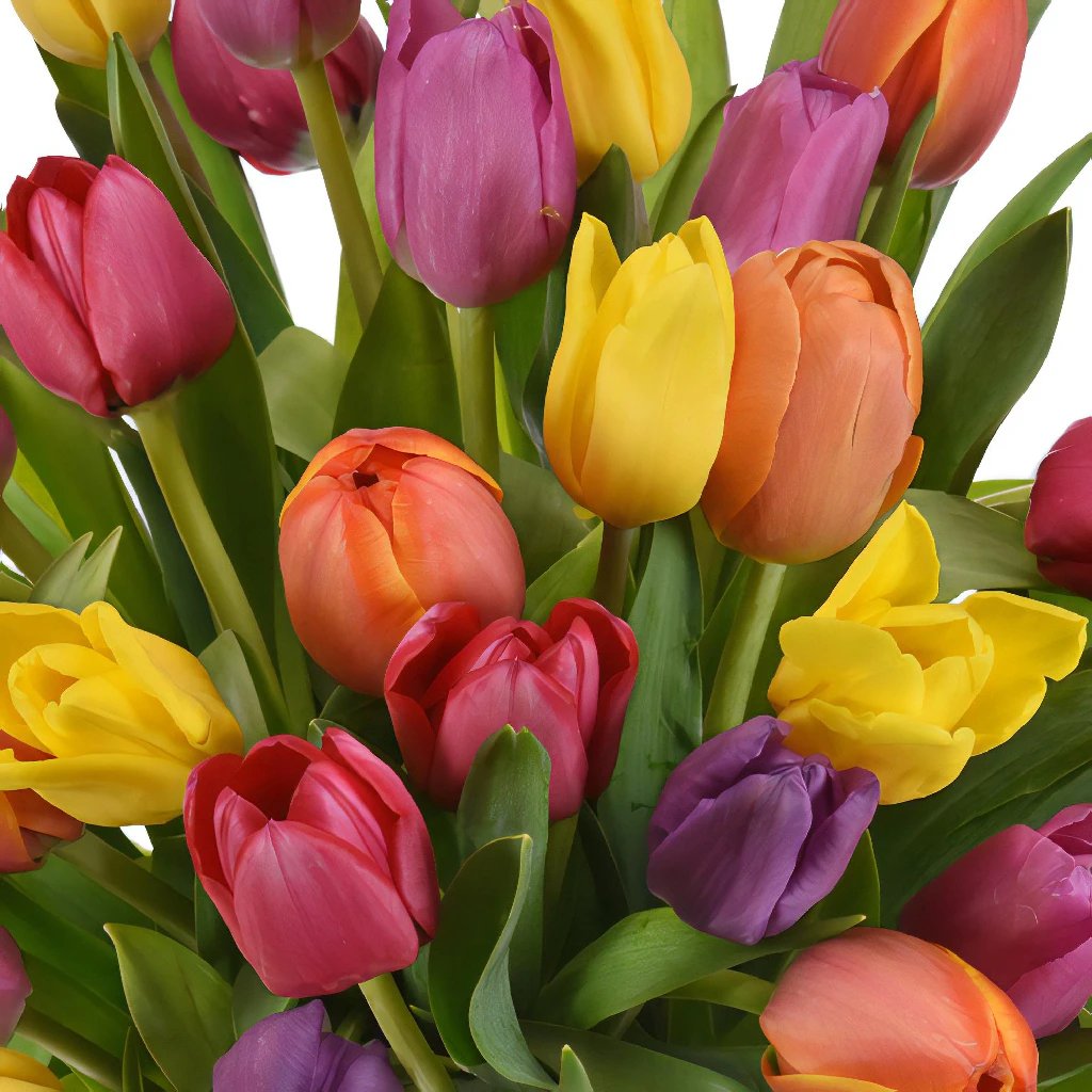 Love Languages Valentines Day Tulips