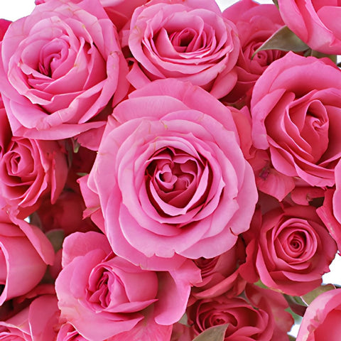 Twinkle Bride Pink Mini Rose
