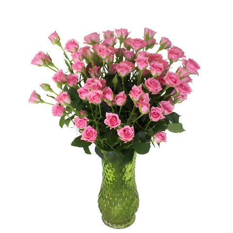 Twinkle Bride Pink Mini Rose