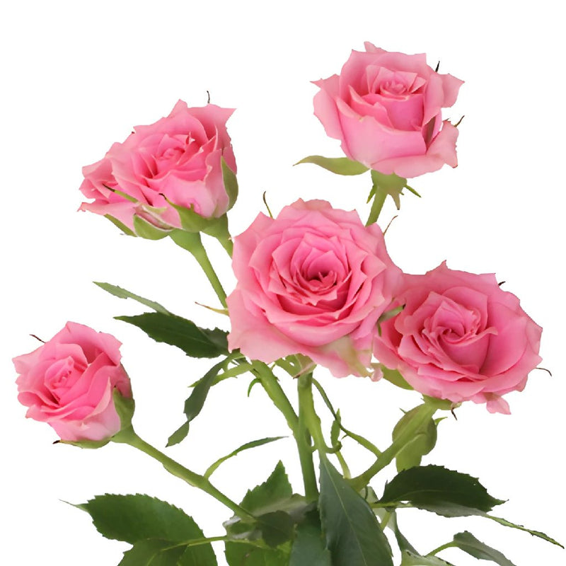 Twinkle Bride Pink Mini Rose