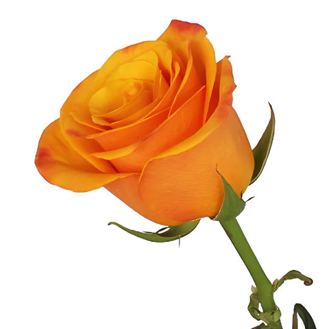 Tycoon Orange Rose