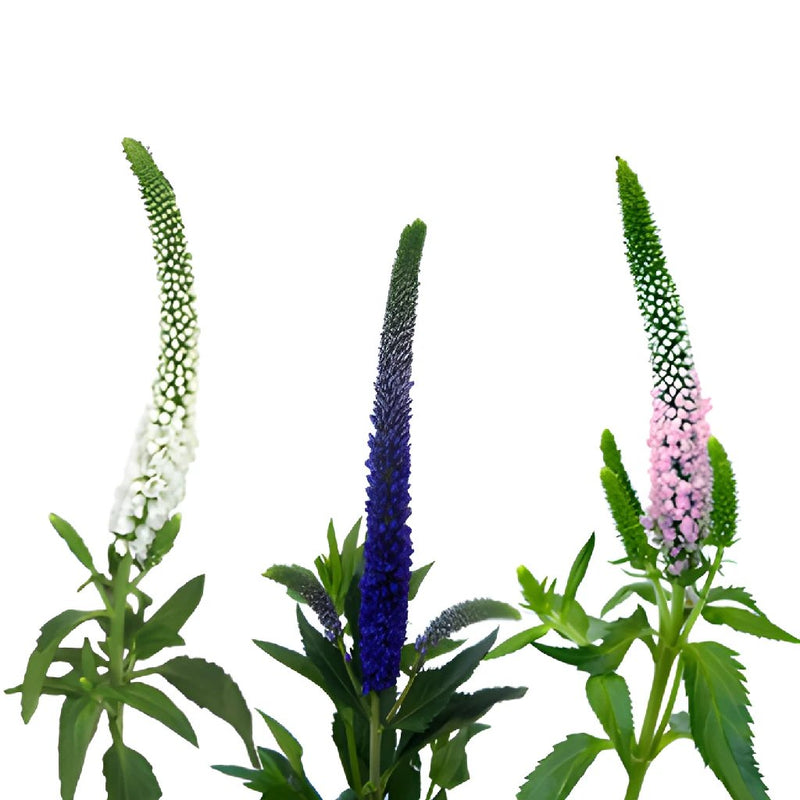 Assorted Veronica Flower