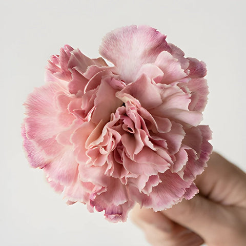 Vintage Pink Carnations side stem