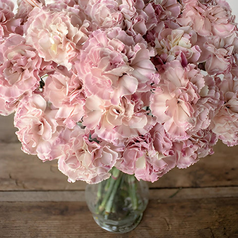 Vintage Pink Carnation in a vase Close Up