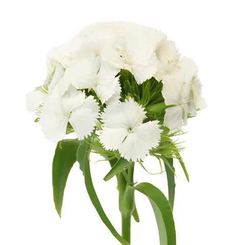 Sweet William White Flowers
