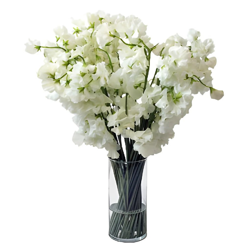 White Designer Japanese Sweet Peas