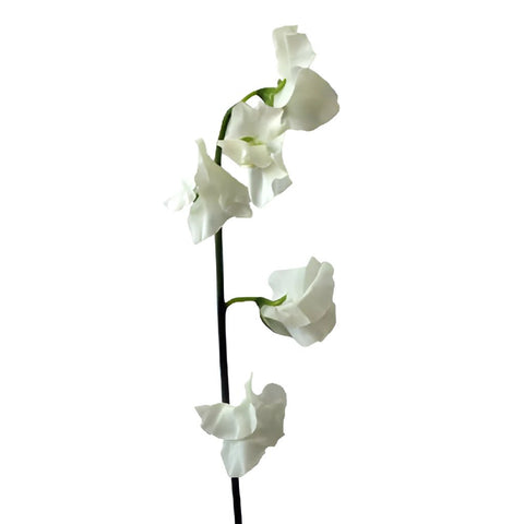 White Designer Japanese Sweet Peas